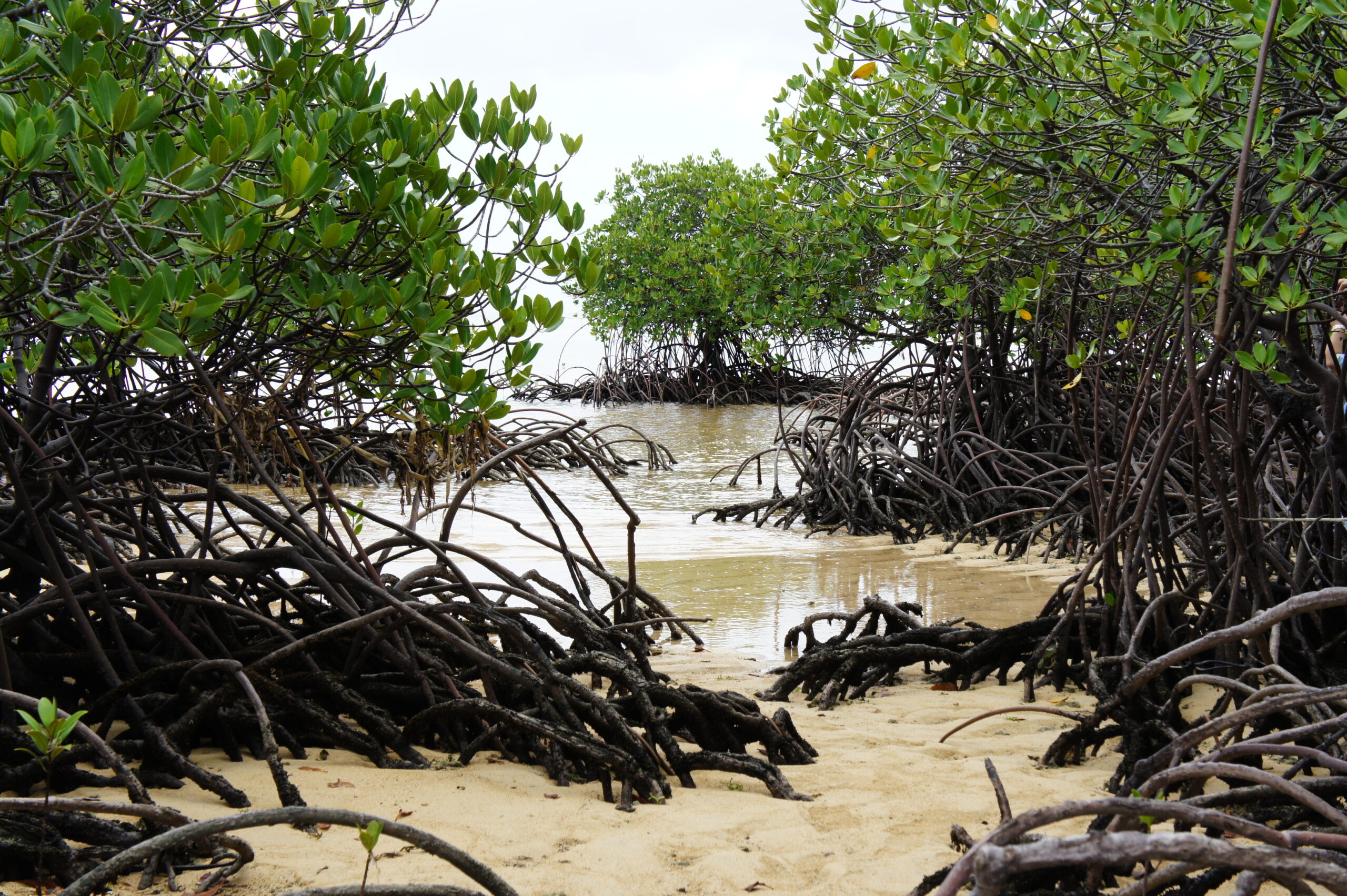 mangrove3 マングローブ