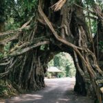 A winding road passes under a natural tree arch in a lush green forest.
