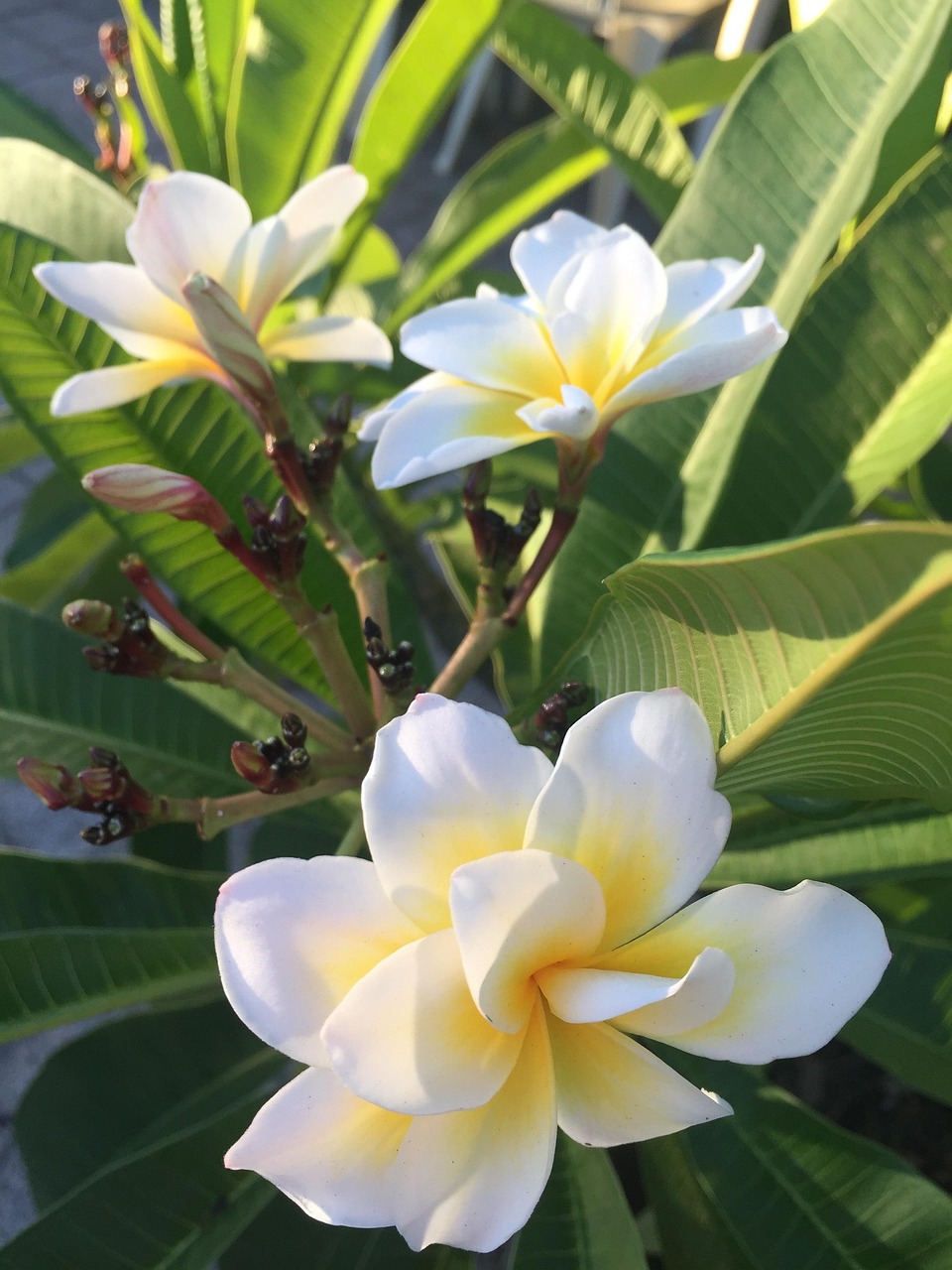 flora, flower wallpaper, beautiful flowers, flower, flower background, tropical, leaf, nature, plumeria bali whirl